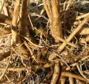 Echinacea Root