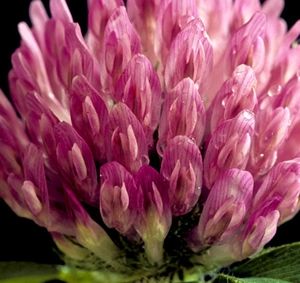 Red Clover Blossom
